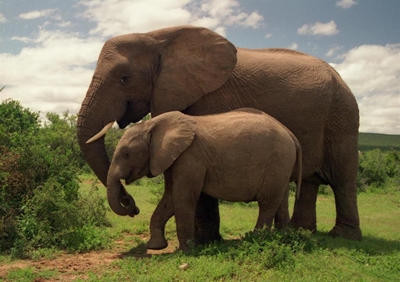 Two elephants poisoned in Zimbabwe park