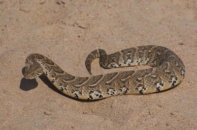 Snake bite kills Zimbabwean boy