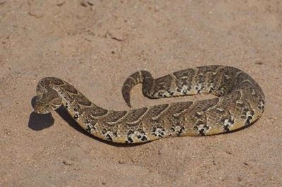 Snake bite kills Zimbabwean boy