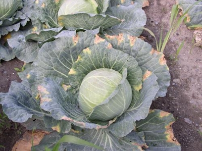 Cabbage disease: Black rot