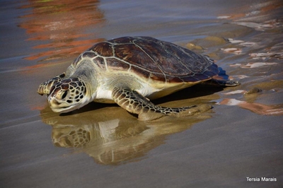 Rescued sea turtles find freedom