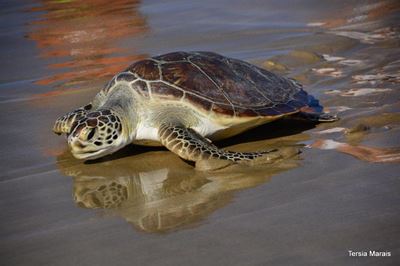 Rescued sea turtles find freedom