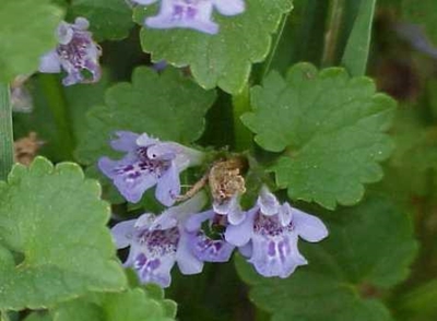 A list of plants that are a danger to horses