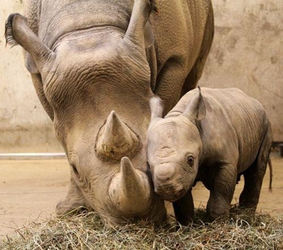 Rhino mother and calf poisoned