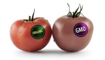 Organic vs GMO crops in South Africa
