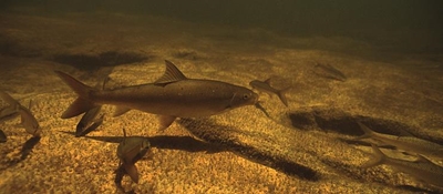 Securing a future for endangered fynbos fish