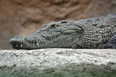 Zim girl killed by crocodile