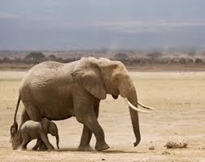 Zimbabwe pushes on with elephant exports