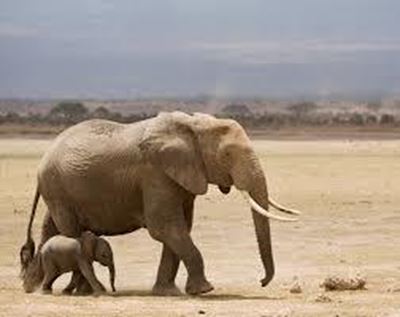 Zimbabwe pushes on with elephant exports