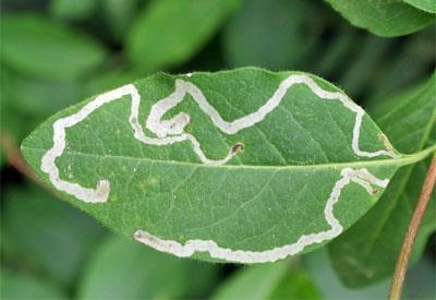 Know your crop pests: Leaf miner