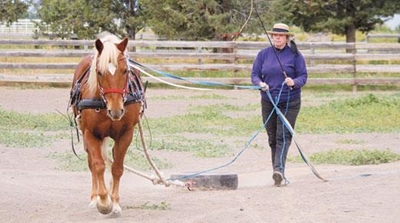 Teaching the young horse to steer