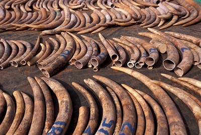 Zambian man held for ivory
