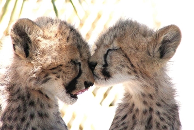 Celebrate Wildlife Month in March