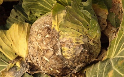 Get to understand Sclerotinia