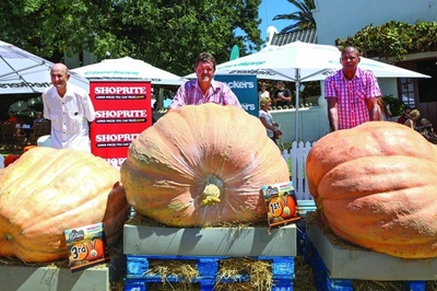 SA's biggest pumpkin in Heidelberg