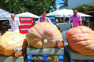 SA's biggest pumpkin in Heidelberg