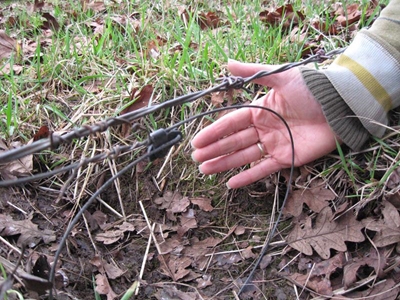 Pets caught in illegal traps