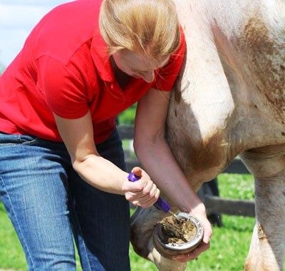 Teaching a horse to lift a foot