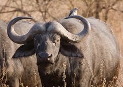 Buffalo gores Zim boy