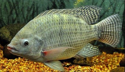 More on species and strains