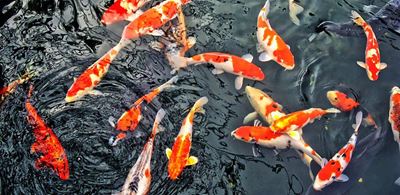 National Koi Show in George this weekend