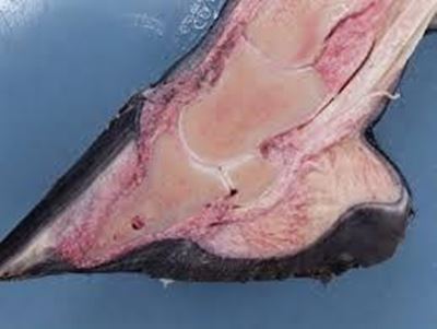 Dealing with laminitis