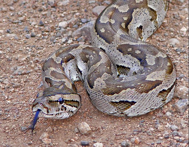 Woman escapes python attack | George Herald