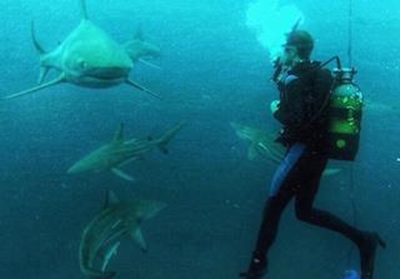 Meet Mossel Bay's local shark