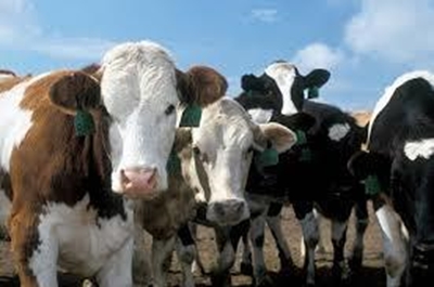 Lightning kills cattle, but nature benefits