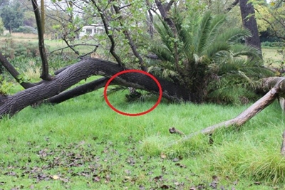 Unknown ‘creature’ in Delta Park