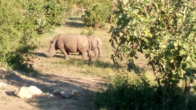 Alleged rhino poacher in witness stand with a unique version of events