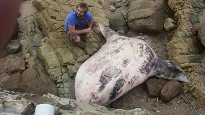 Rare fish washes up at Victoria Bay