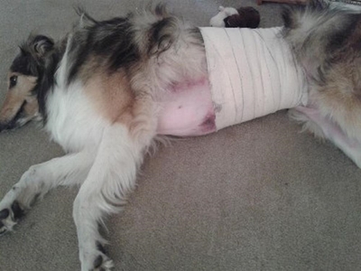 Mysterious dog owner involved in another attack