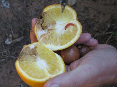 Know your crop pests: False codling moth