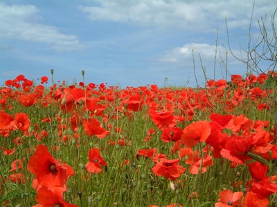 Reasons to plant poppies now