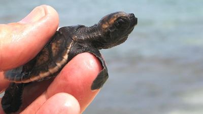 Be on the lookout for sea turtle strandings