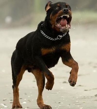 KZN woman mauled by rottweilers
