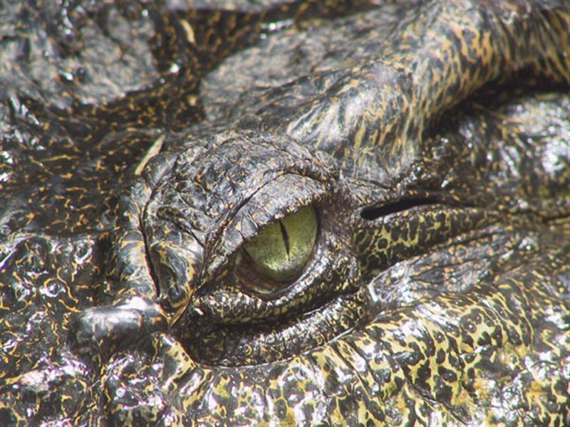 crocodile drug skin effects