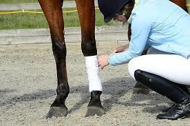 How to fit an exercise bandage on a horse | George Herald