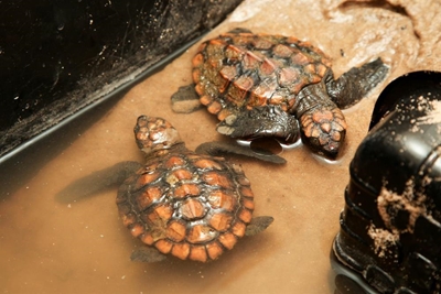 What to do when you find a stranded turtle