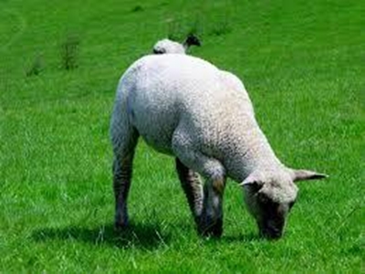 The value of instant green feed as livestock fodder