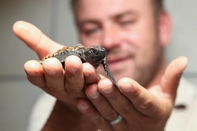 Rescued baby turtles fly to Cape Town