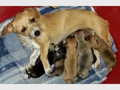 Dog and puppies dumped