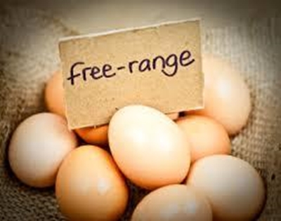 Profiting from free-range eggs