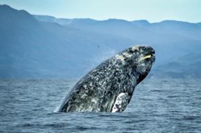 Gray whale swims 14,000 miles