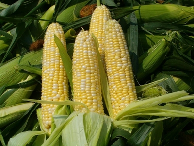 The ripple effect of SA’s maize crop shock