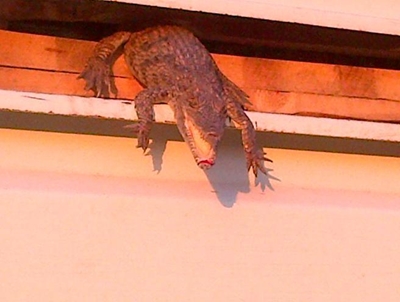 Truck stopped with cargo of 3000 juvenile crocodiles