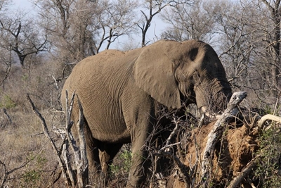 KNP elephants reportedly spotted along N4 in Moz