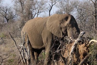 KNP elephants reportedly spotted along N4 in Moz