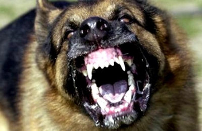 Rabies case confirmed